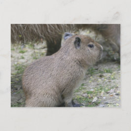 Postal Capybara Babay