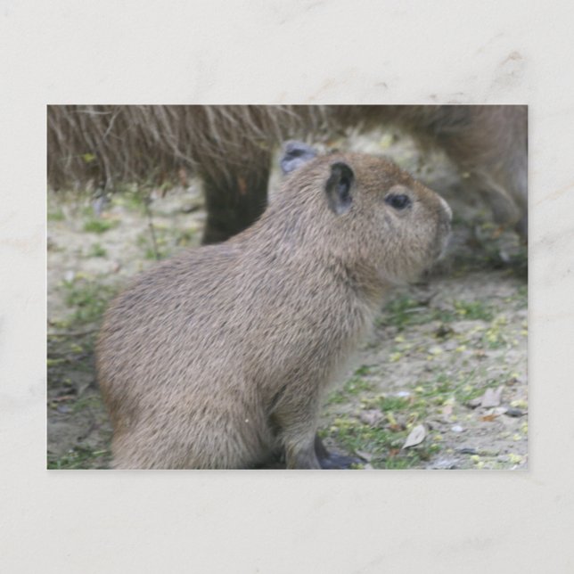 Postal Capybara Babay (Anverso)
