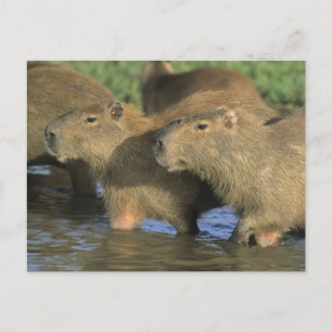 Postal Capybara, Hydrochaeris hydrochaeris), del mundo