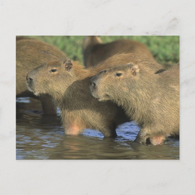 Postal Capybara, Hydrochaeris hydrochaeris), del mundo (Anverso)
