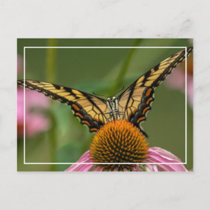 Postal Cara A Cara Mariposa