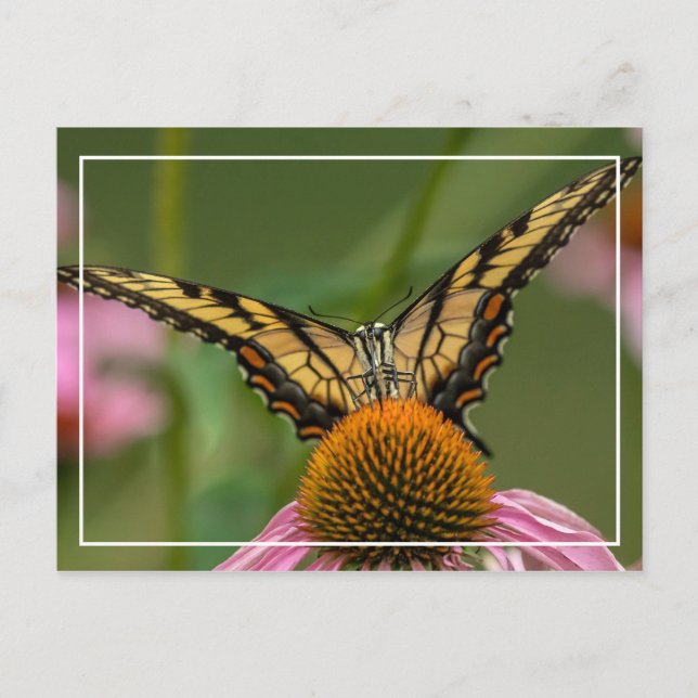 Postal Cara A Cara Mariposa (Anverso)