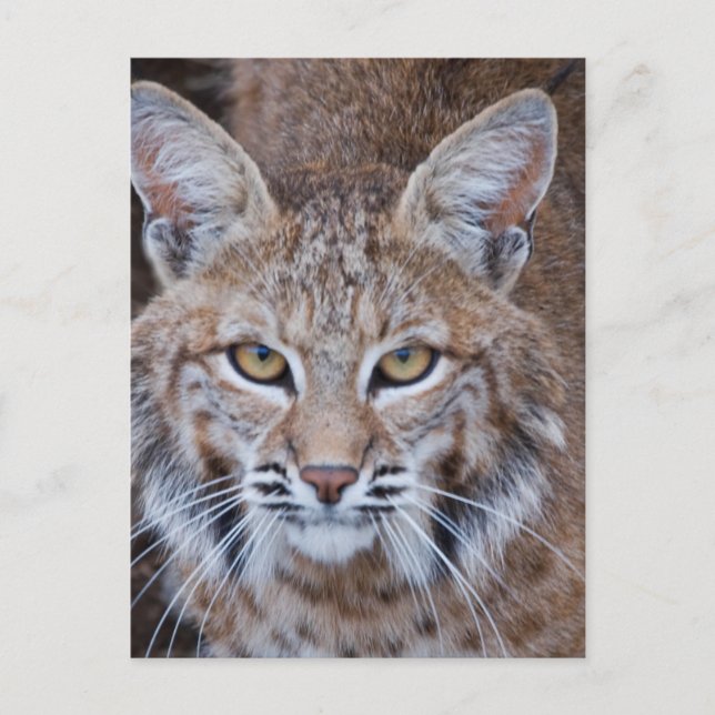 Postal Cara Bobcat (Anverso)
