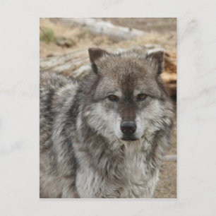 Postal cara de animal lobo ojos canino bosque zoológico p