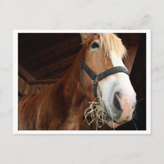 Postal Cara de caballo
