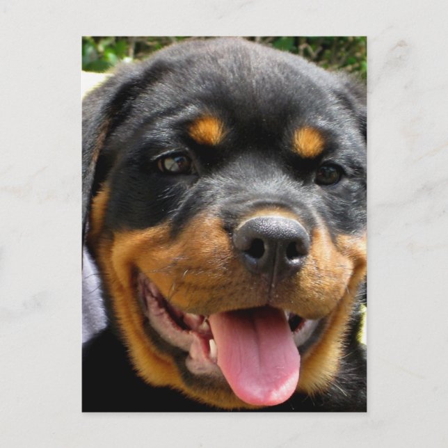 Postal Cara de cachorro de Rottweiler Dog Cute (Anverso)