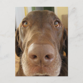 Postal cara de chocolate labrador