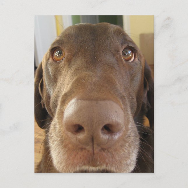 Postal cara de chocolate labrador (Anverso)
