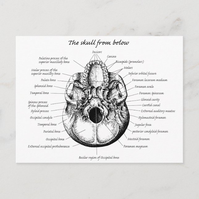 Postal Cara de detalles del cráneo (Anverso)