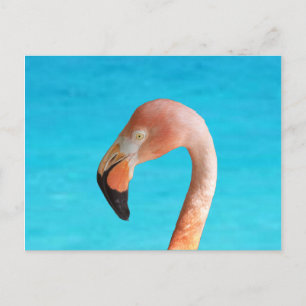 Postal Cara de flamingo rosa contra agua azul en