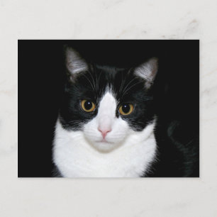 Postal Cara de gato