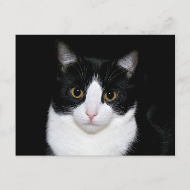 Postal Cara de gato (Anverso)