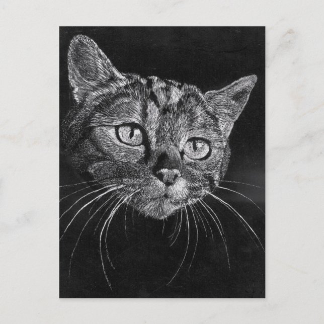 Postal Cara de Gato  (Anverso)