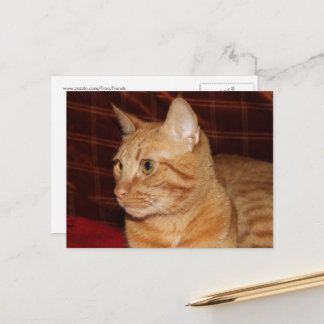 Postal Cara de Gato Atigrado Naranja de Perfil