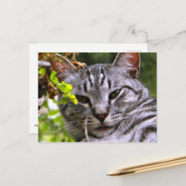 Postal Cara de gato de tabla plateada
