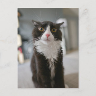 Postal Cara de gato divertida