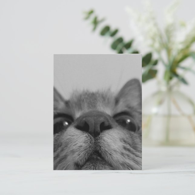 Postal Cara de gato en blanco y negro (Anverso de pie)