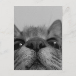 Postal Cara de gato en blanco y negro