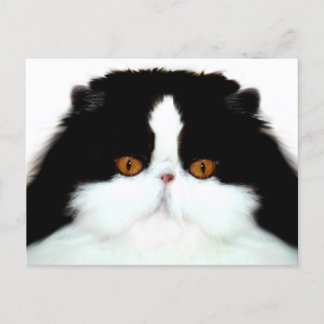 Postal Cara de gato persa de Tuxedo