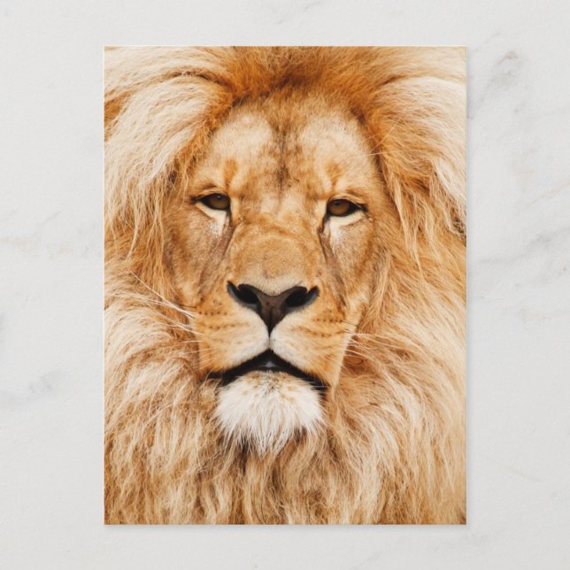 Postal Cara de leones (Anverso)