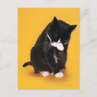 Cara de limpieza de gato blanco y negro con paño