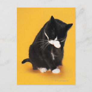 Postal Cara de limpieza de gato blanco y negro con paño