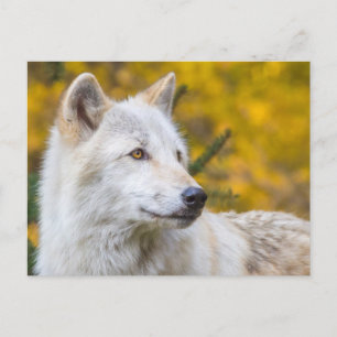 Postal Cara de Lobo gris encerrada en follaje de otoño de