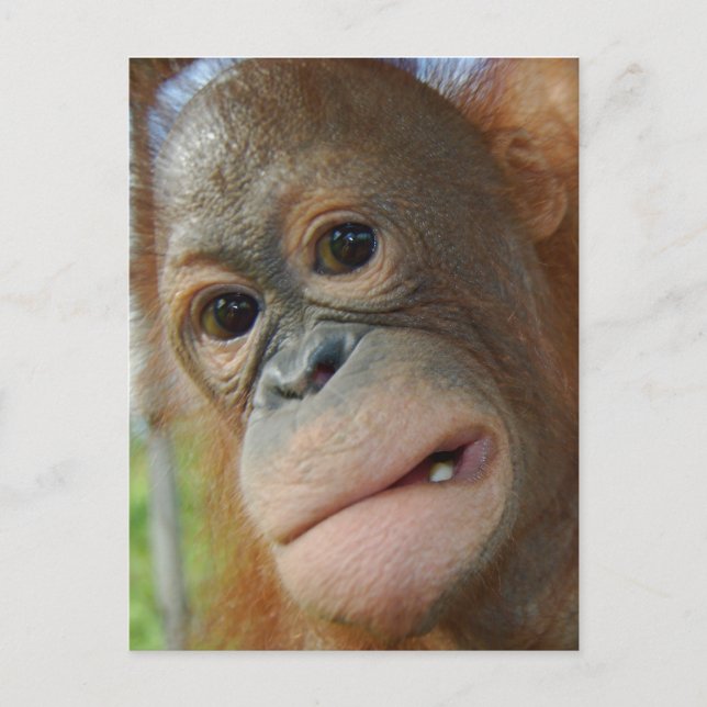 Postal Cara de Orangutan (Anverso)