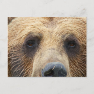 Postal Cara de oso marrón
