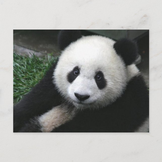 Postal Cara de Panda (Anverso)