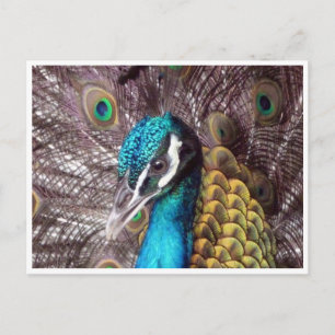 Postal cara de pavo real azul