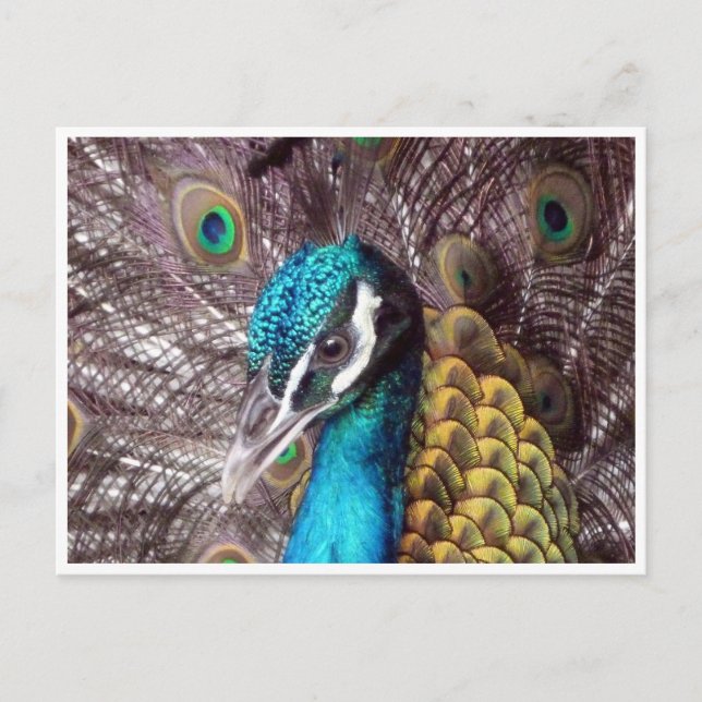 Postal cara de pavo real azul (Anverso)