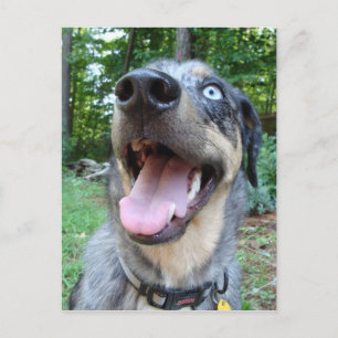 Postal Cara de perro leopardo de Catahoula