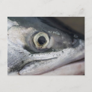 Postal Cara de salmón plateado
