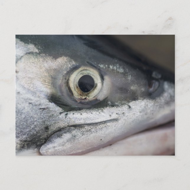 Postal Cara de salmón plateado (Anverso)