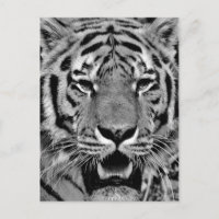 Cara de tigre blanco y negro
