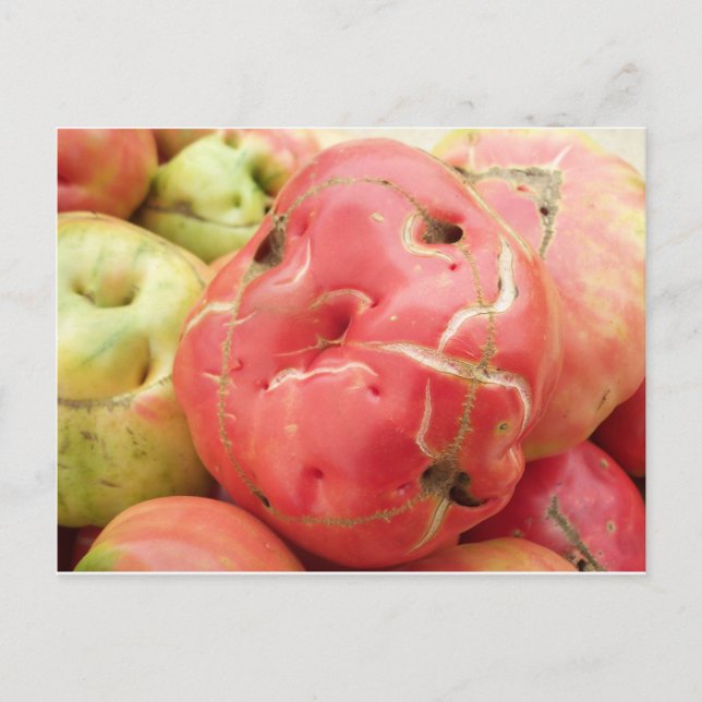 Postal Cara de tomate (Anverso)