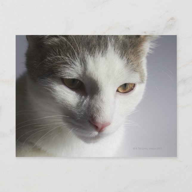 Postal Cara de un gato (Anverso)