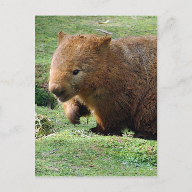 Postal cara de wombat (Anverso)