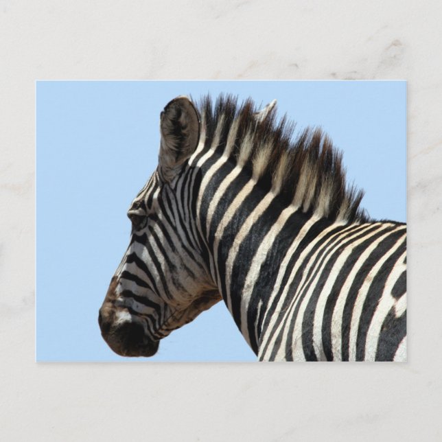 Postal cara de zebra (Anverso)