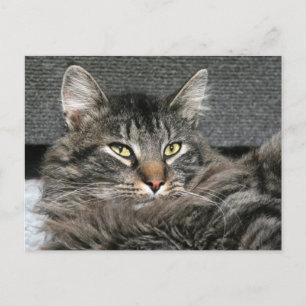 Postal Cara del gato Maine Coon