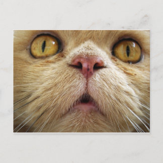 Postal Cara del gato persa
