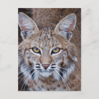 Postal Cara del lince