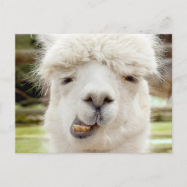 Postal Cara divertida de Alpaca