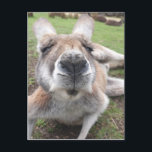 Postal Cara divertida frente a animal educativo canguro<br><div class="desc">Cara graciosa canguro para la foto de un animal educativo</div>