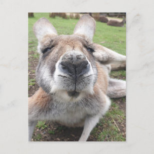 Postal Cara divertida frente a animal educativo canguro