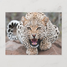 Postal Cara feroz del leopardo grueso