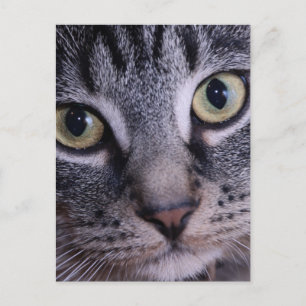 Postal Cara gris del gatito