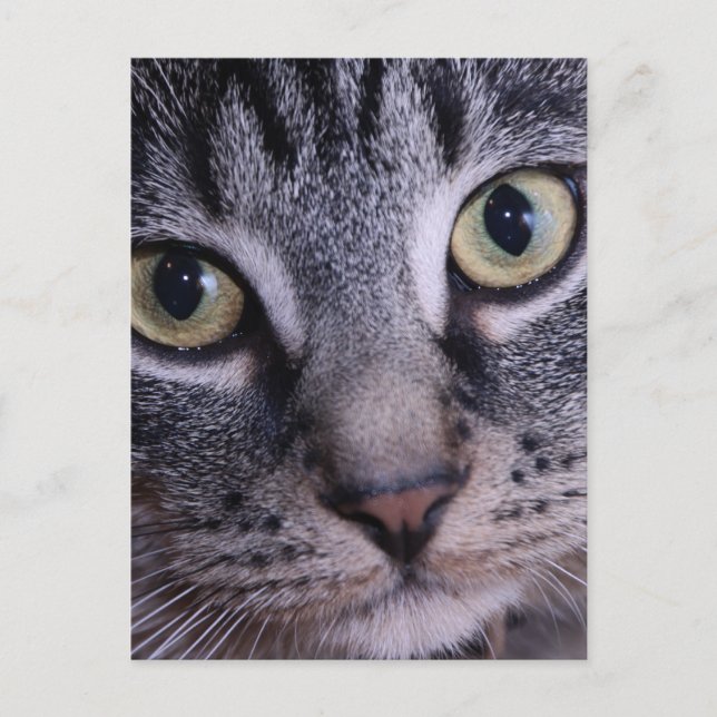 Postal Cara gris del gatito (Anverso)