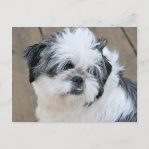 Postal cara shih tzu